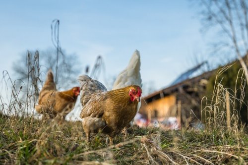 Veterinární správa varuje před ptačí chřipkou. Objevila se nedaleko