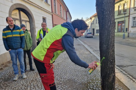 Kácení stromů začne 11. března
