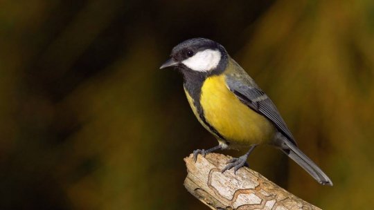 Budky a krmítka můžete i darovat