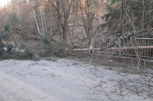 Hasiče na Vysočině zaměstnávají popadané stromy