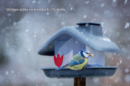 Pomozte ornitologům. Tento víkend se můžete zapojit do sčítání ptáků