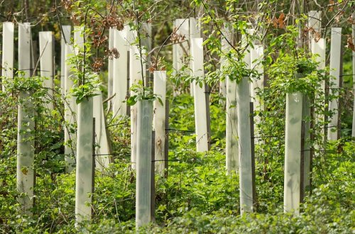 Spolek Jednoměsto uspořádal úspěšnou přednášku o záchraně lesů