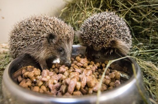 Prosinec už je správný čas na záchranu ježků