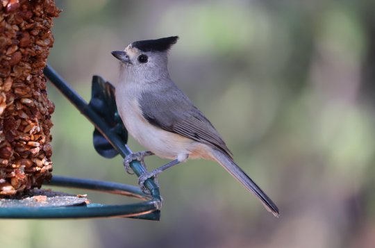 Od 6. do 8. ledna se můžete zapojit do sčítání ptáků