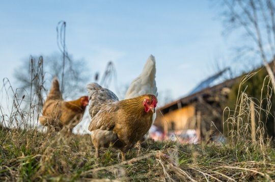 Veterinární správa varuje před ptačí chřipkou. Objevila se nedaleko
