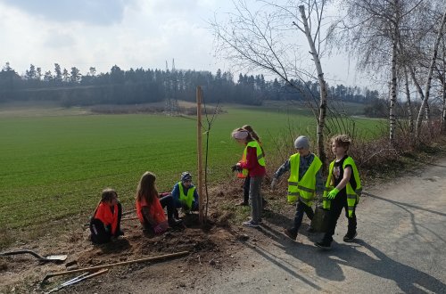 Děti zasadily do krajiny třešně