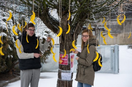 Banánovník ve Velkém Meziříčí upozornil na příběh banánu