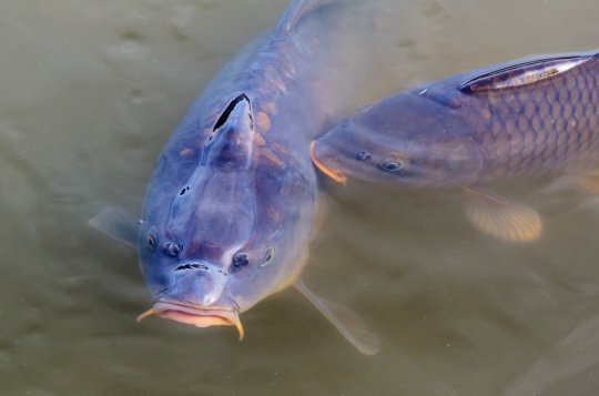 Tradiční Měřínský kapr se uskuteční 21. a 22. září