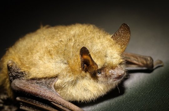 Při rekonstrukci v Březejci budou na netopýry dohlížet odborníci