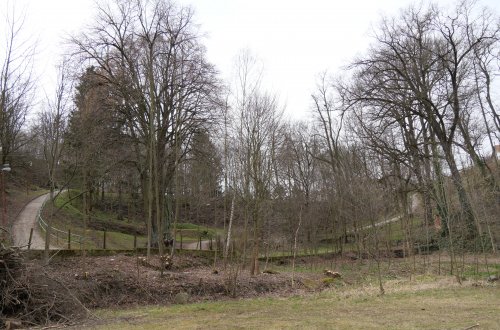 Kácení stromů odhalilo historické zídky i vzácné byliny