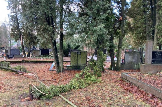 Vánoční kalamita postihla hlavně stromy