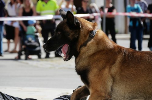 Záchranáři přilákali malé i velké