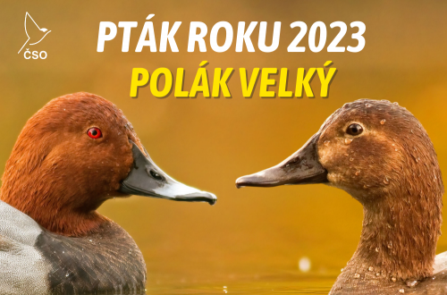 Ptákem roku 2023 vyhlásili ornitologové poláka velkého