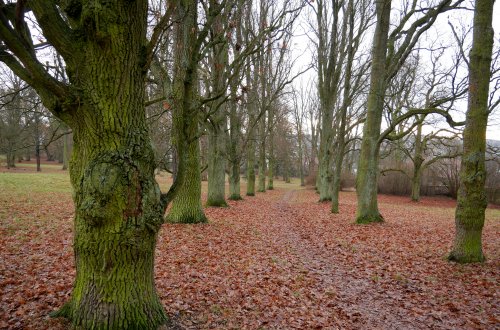 Hlasujte pro Dubovou alej v zámeckém parku