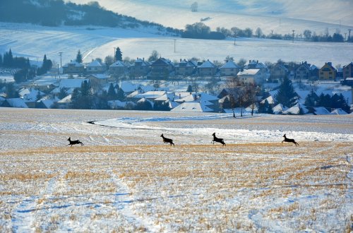 Začíná sčítání divoké zvěře