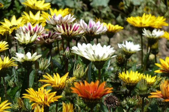 Vybírejte tu nejkrásnější květinovou výzdobu ve městě