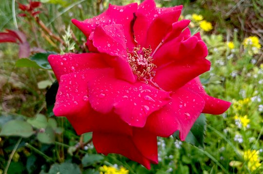 Dóza zve na akademii Květina pro mámu