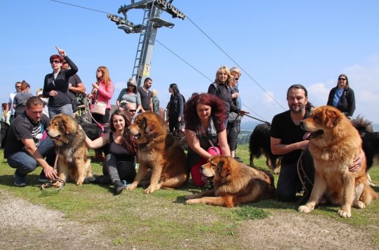 Do Meziříčí se sjely tibetské dogy