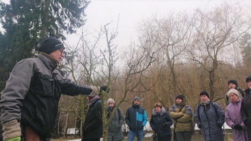 Kdy a proč řezat ovocné stromy?