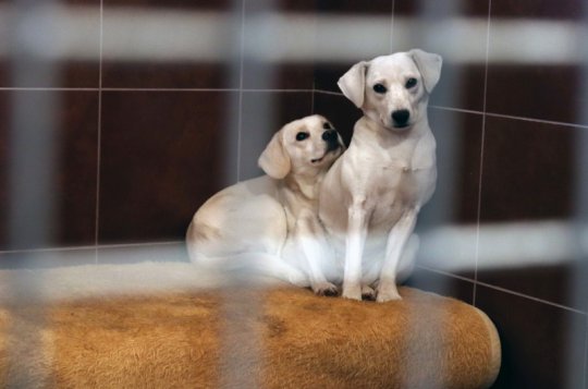 V novém psím útulku se dnes dveře netrhnou