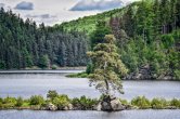 Borovice z Vysočiny může být Evropským stromem roku. Rozhodnou hlasy veřejnosti