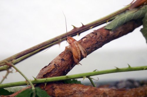 Muzeum nabízí pohled do hmyzí říše