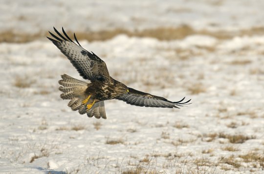 Ptákem roku 2021 je v Česku káně lesní