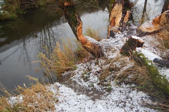 Na řekách Sázava a Balinka je možné nalézt okusy či bobří stavby