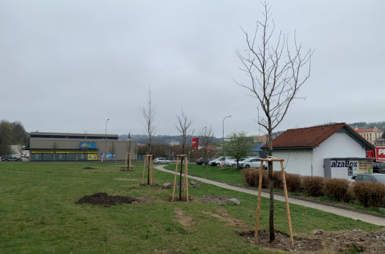 Oskeruše byly zachráněny před pokácením