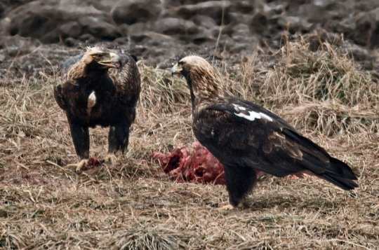 Fotograf Antonín Havlát ukázal i snímky orlů