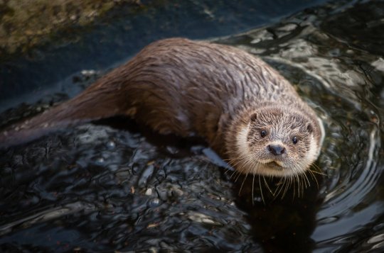 Oslavte v Pavlově narozeniny vydřáka Alfonse