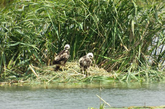 Rybníkářství Pohořelice při sečení rákosin zničilo hnízda s vejci vodních ptáků. Usmrcena byla i mláďata ohrožených dravců.