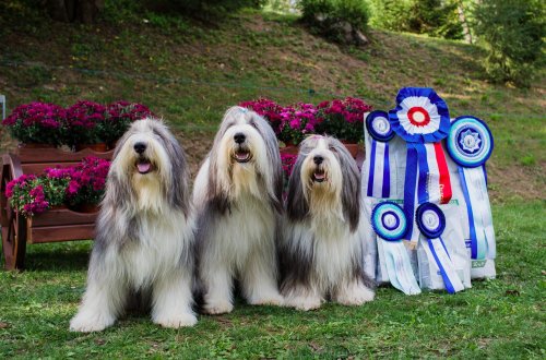 Velké Meziříčí hostilo výstavu Bearded collií