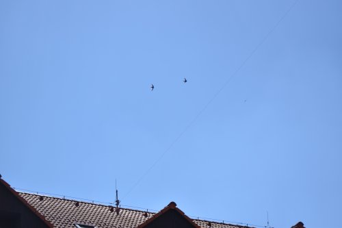 Rorýsovníky pomohou omezit ničení hnízd