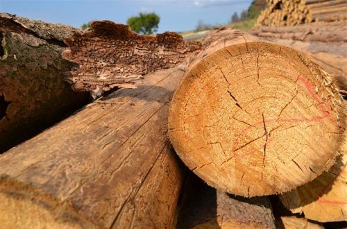 Kraj Vysočina připravil dotační program na podporu hospodaření v lesích