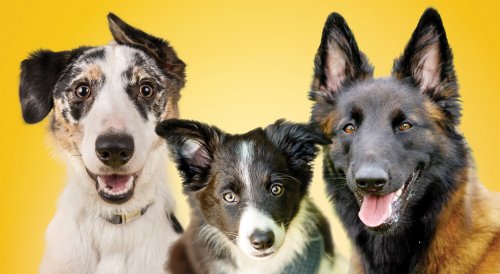 Den otevřených dveří kynologického cvičiště 