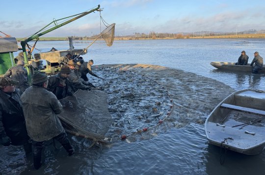 Kapři ze Závisti a Rudy půjdou na vánoční stůl