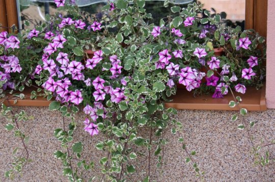 Hlasujte v soutěži Rozkvetlé město