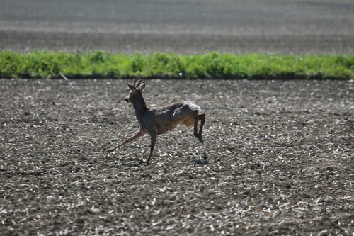 Počet střetů s lesní zvěří se v Kraji Vysočina meziročně opět zvýšil 