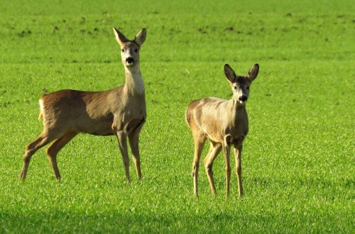 Dávejte pozor na zvěř