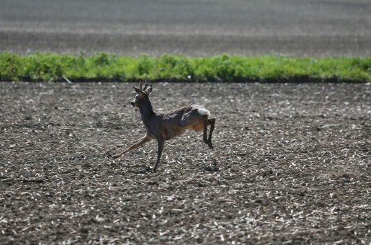 Počet střetů s lesní zvěří se v Kraji Vysočina meziročně opět zvýšil 