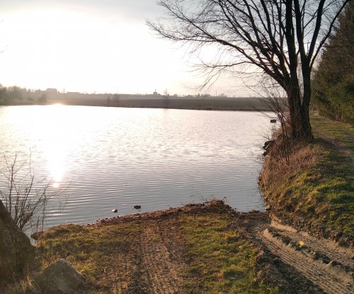 Kapr tvoří devadesát procent rybí produkce v Kraji Vysočina