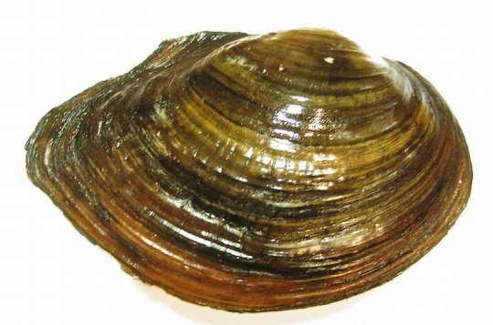 Škeblice před branami