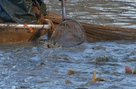 Je tady čas výlovů