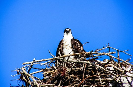 Orli mořští vyvedli loni na Vysočině osm mláďat, je nutné chránit jejich hnízda