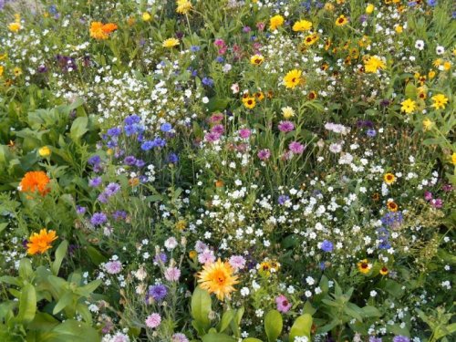 Hlasujte v soutěži Rozkvetlé město 2015