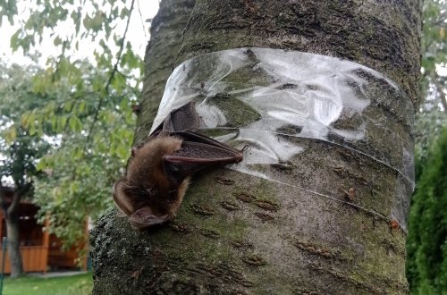 Lepové pásy proti hmyzu hubí ptáky i vzácné netopýry