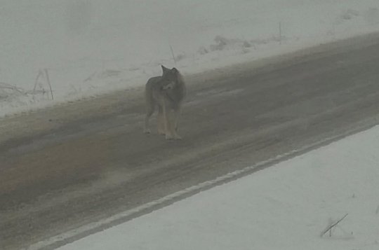 Okolím Kúsek a Dolních Radslavic prošel vlk