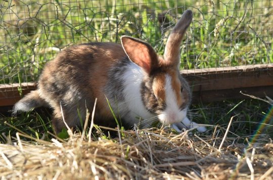 Hody oživí výstava drobného zvířectva