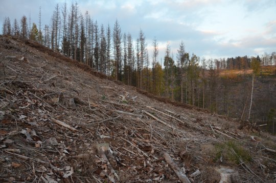 Také letos má Kraj Vysočina finanční prostředky pro vlastníky lesů
